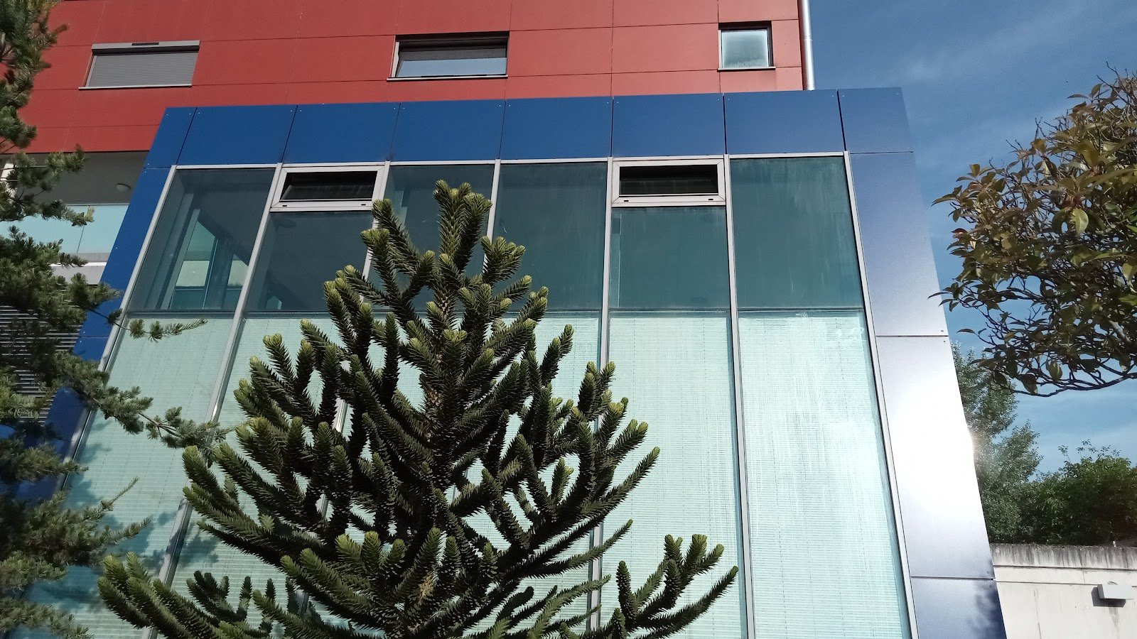 Gewerbliche Glasfassade mit blauen und roten Paneelen, davor eine Araukarie